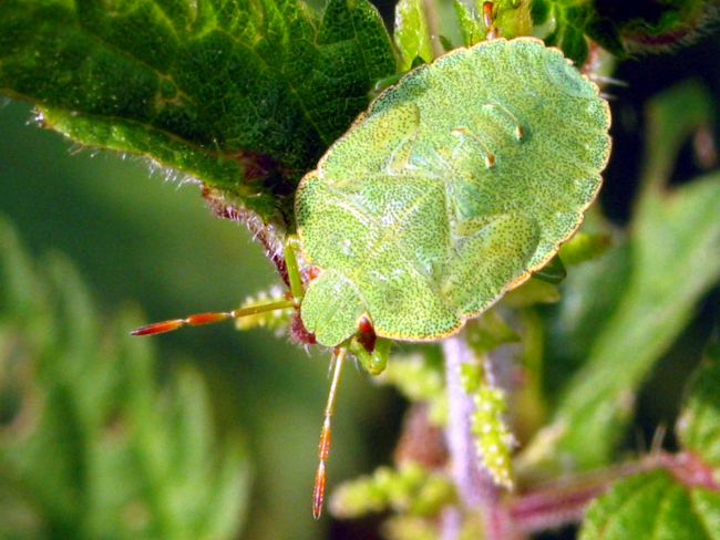 Palomena prasina Palomena prasina