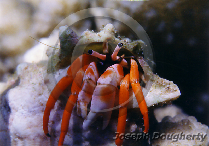Dardanus sp. Dardanus sp.
