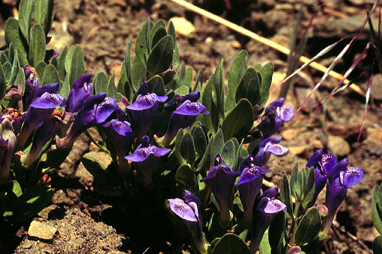 Scutellaria sapphirina