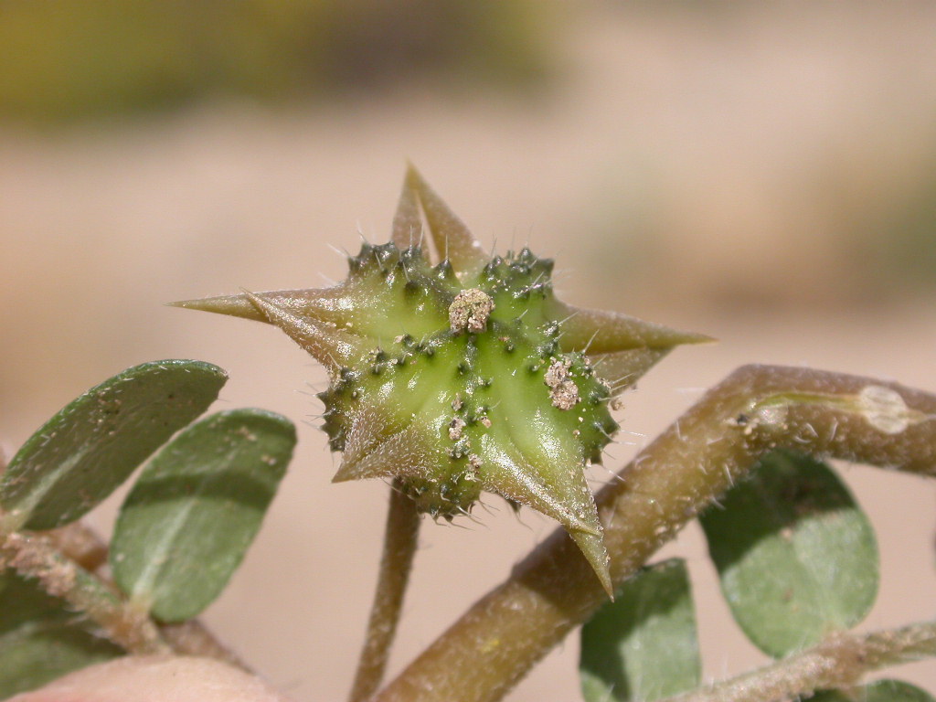 Tribulus terrestris