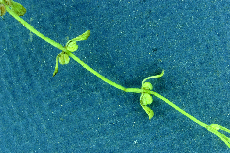 Callitriche heterophylla ssp. bolanderi