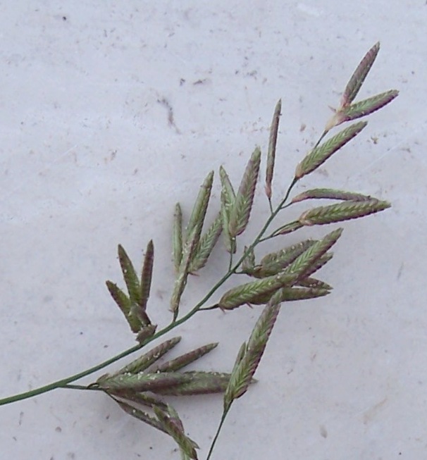 Eragrostis megastachya