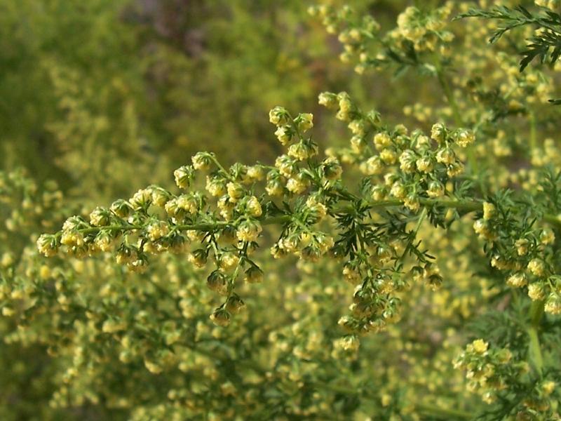 Artemisia macrocephala image
