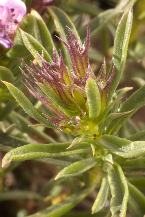 Satureja subspicata ssp. liburnica
