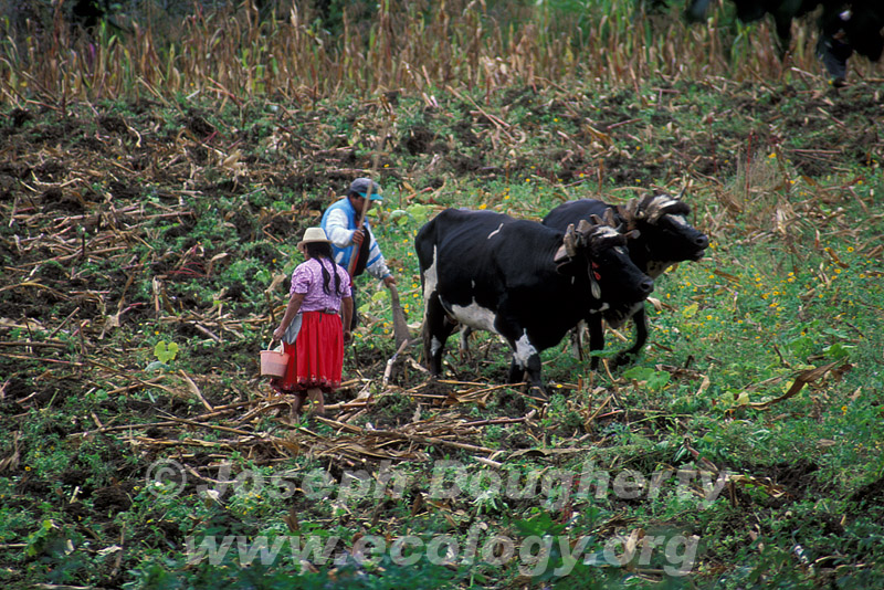 Family farming in the Andes, indigenous family with livestock
