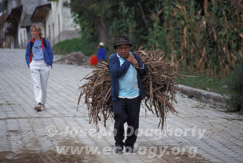 Indigenous man carrying cane stalks in the Andes