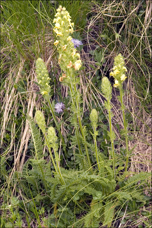 Pedicularis elongata ssp. julica