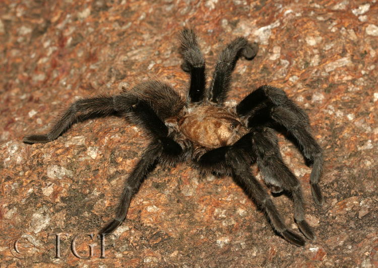 Aphonopelma hentzi Aphonopelma hentzi