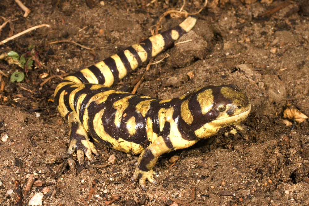 Ambystoma tigrinum Ambystoma tigrinum