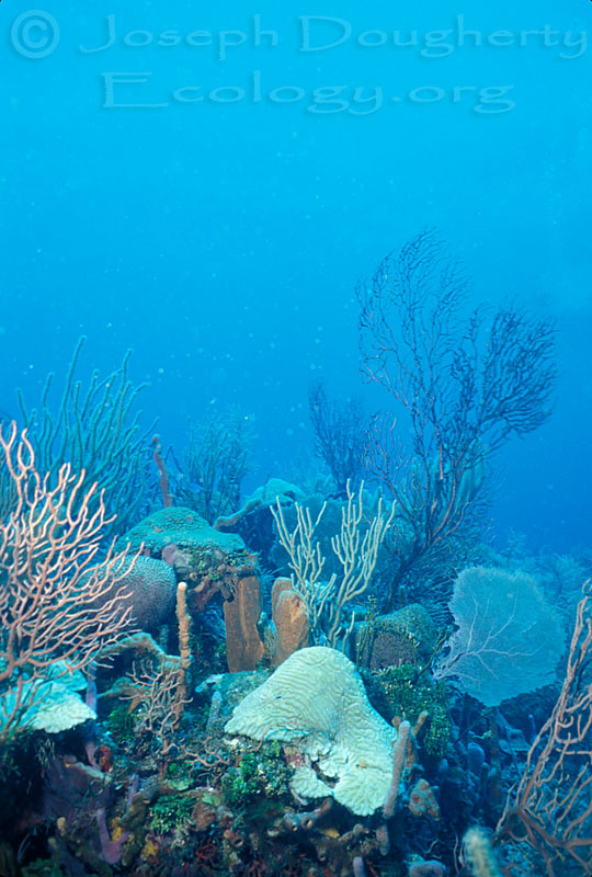 Scuba diving on a deep coral reef wall in the Caribbean.