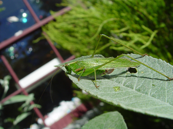 Scudderia furcata Scudderia furcata