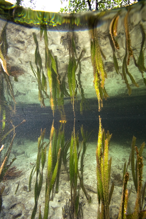 Seagrass reflections