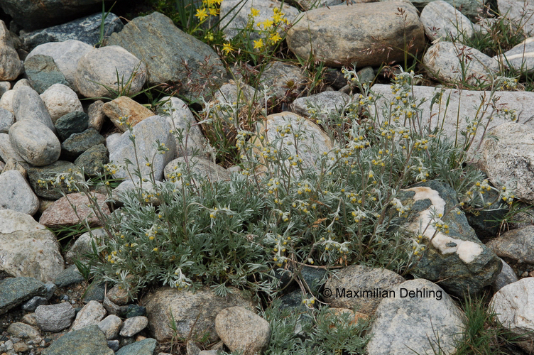 Artemisia umbelliformis