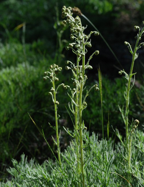 Artemisia norvegica var. saxatilis