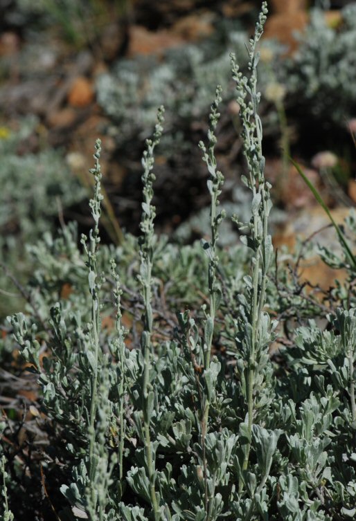 Artemisia tridentata ssp. vaseyana