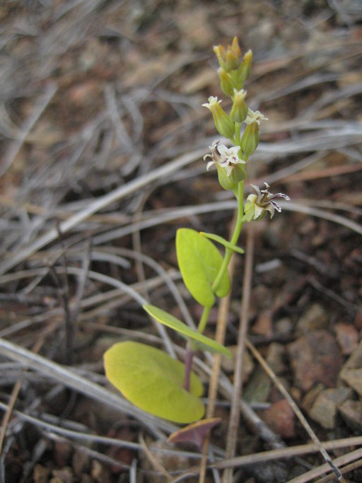 Streptanthus drepanoides