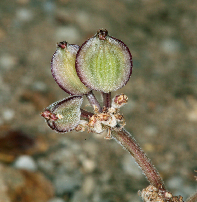Lomatium foeniculaceum ssp. fimbriatum