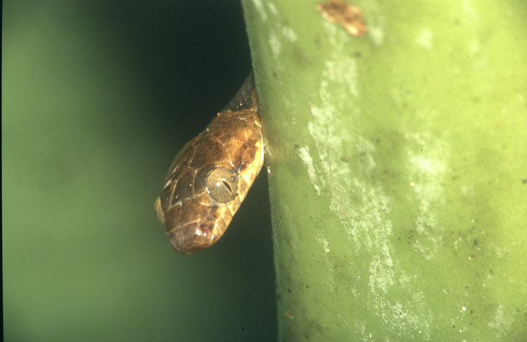 Leptodeira annulata