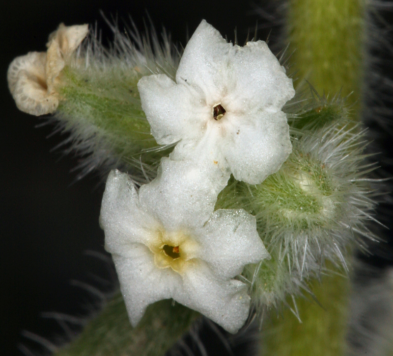 Cryptantha virginensis