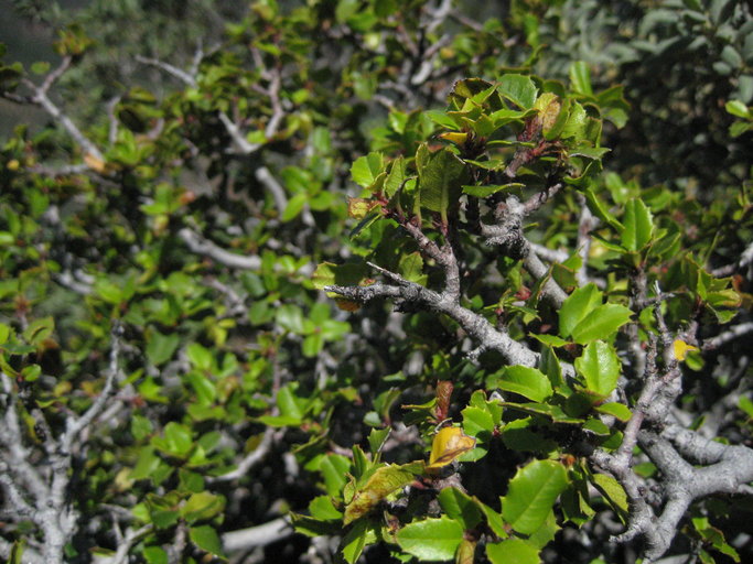 Rhamnus crocea