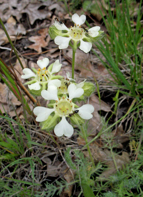 Horkelia daucifolia var. caruifolia
