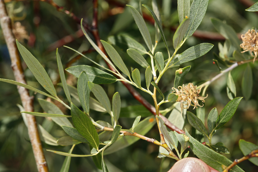 Salix geyeriana