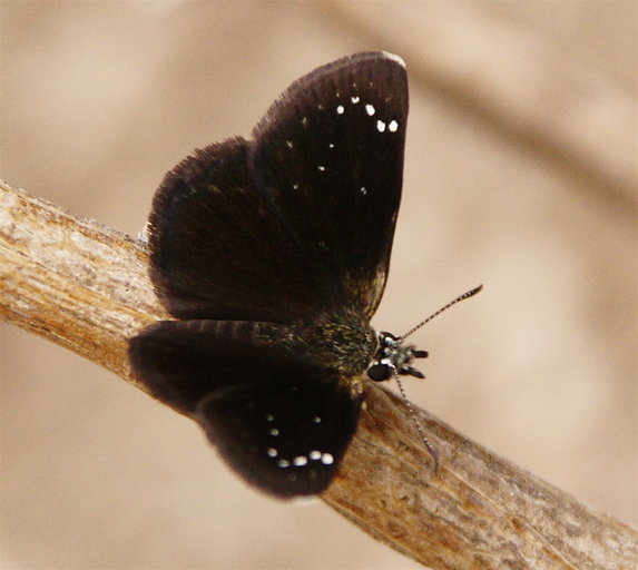 Pholisora catullus Pholisora catullus