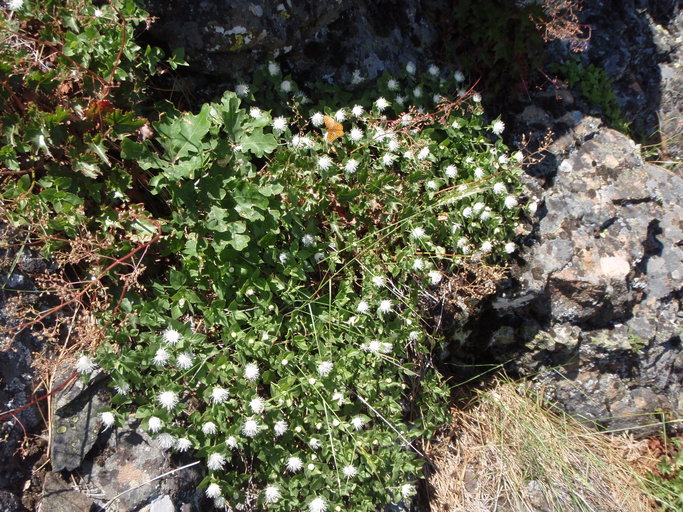 Ageratina shastensis; Shasta Eupatory