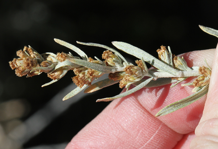 Artemisia cana ssp. bolanderi