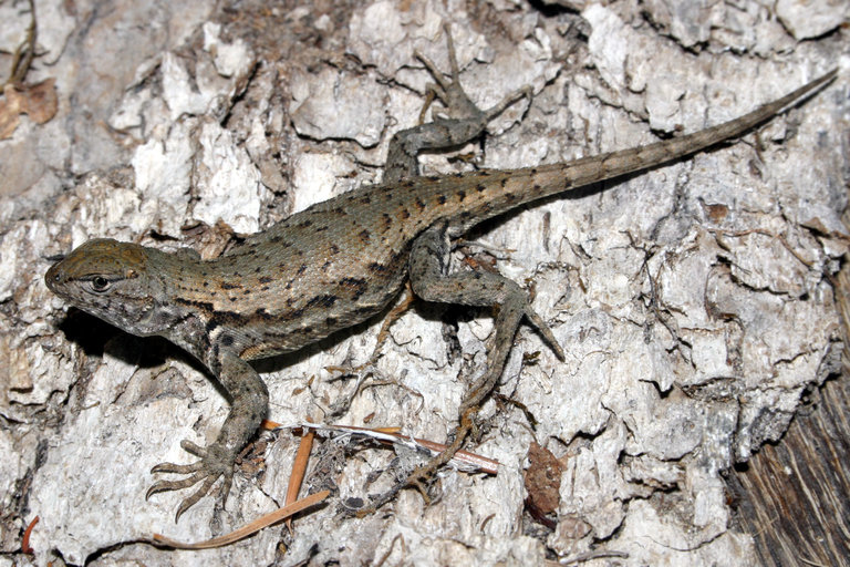 Sceloporus graciosus Sceloporus graciosus