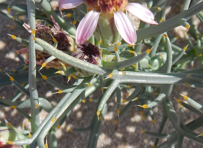 Nicolletia occidentalis