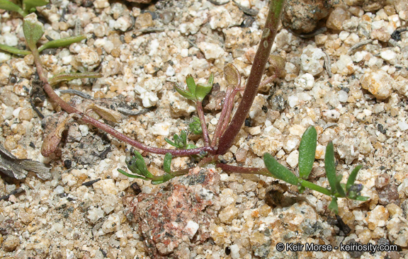 Nuttallanthus texanus