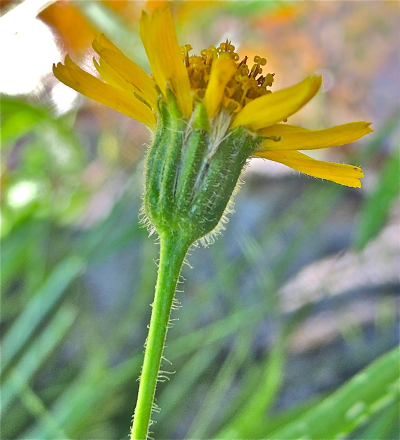 Arnica longifolia