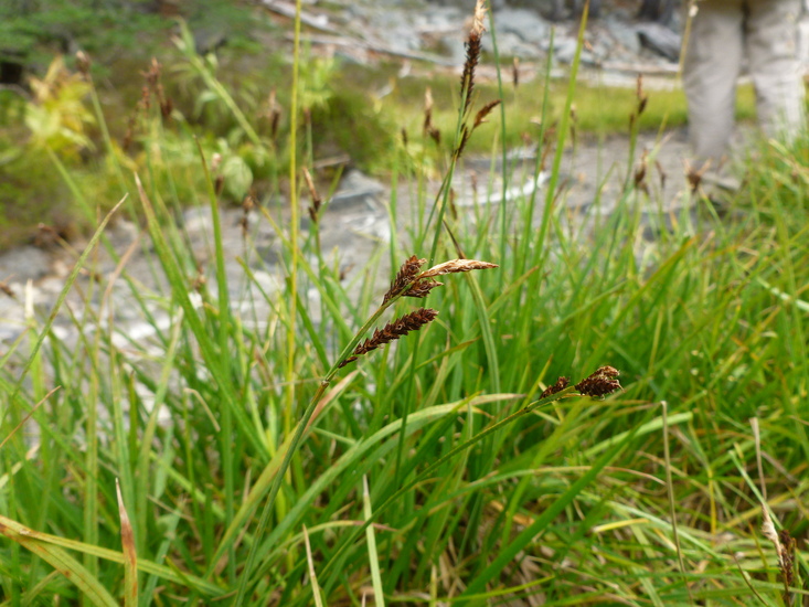 Carex scopulorum