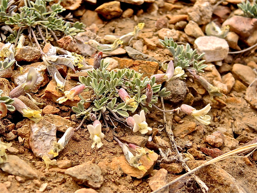 Astragalus calycosus var. calycosus