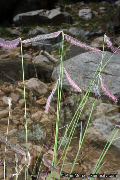 Bouteloua gracilis
