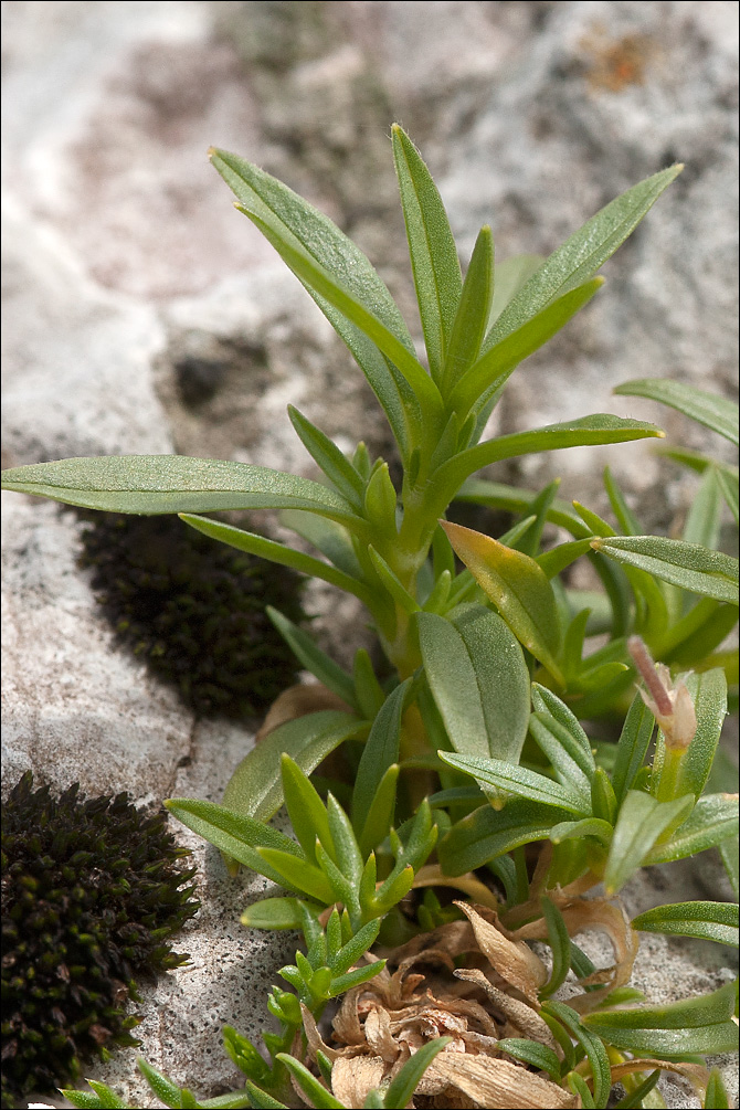 Cerastium carinthiacum ssp. carinthiacum