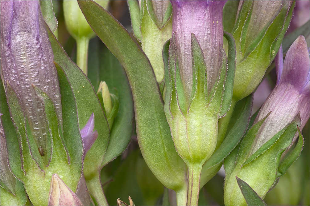 Gentianella anisodonta ssp. calycina