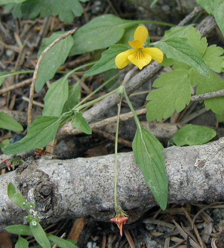 Viola pinetorum ssp. pinetorum