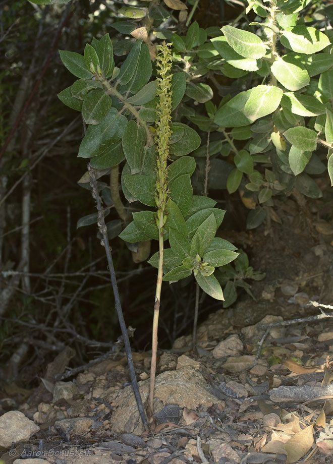 Piperia elongata