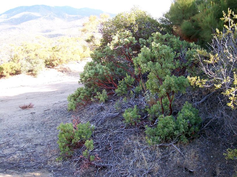 Arctostaphylos parryana ssp. desertica