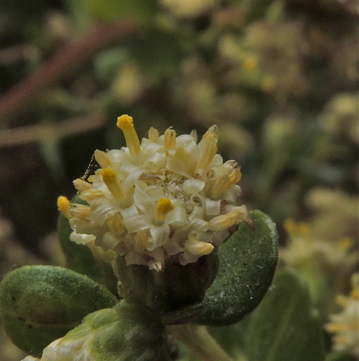 Baccharis pilularis ssp. consanguinea