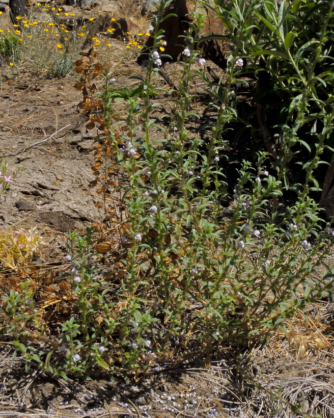 Antirrhinum vexillocalyculatum ssp. breweri