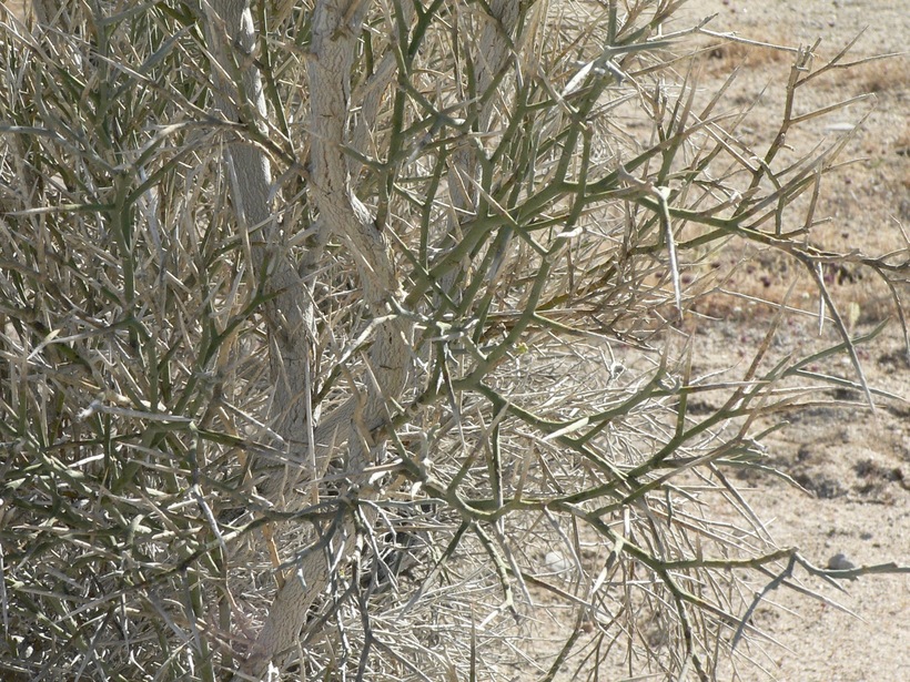 Psorothamnus spinosus