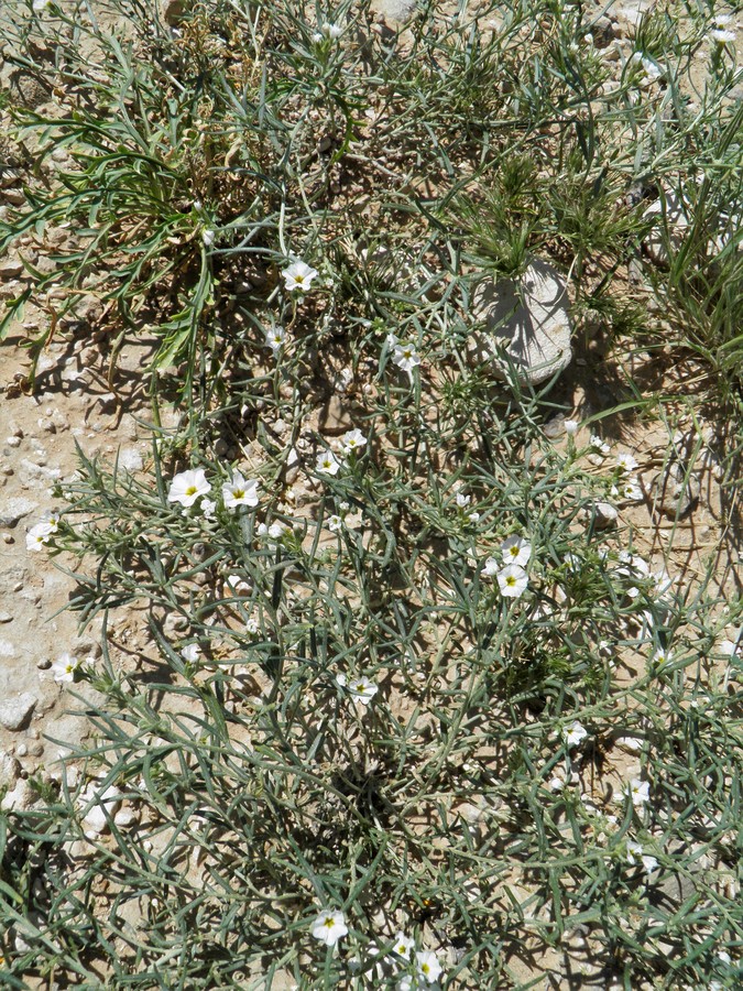 Heliotropium greggii