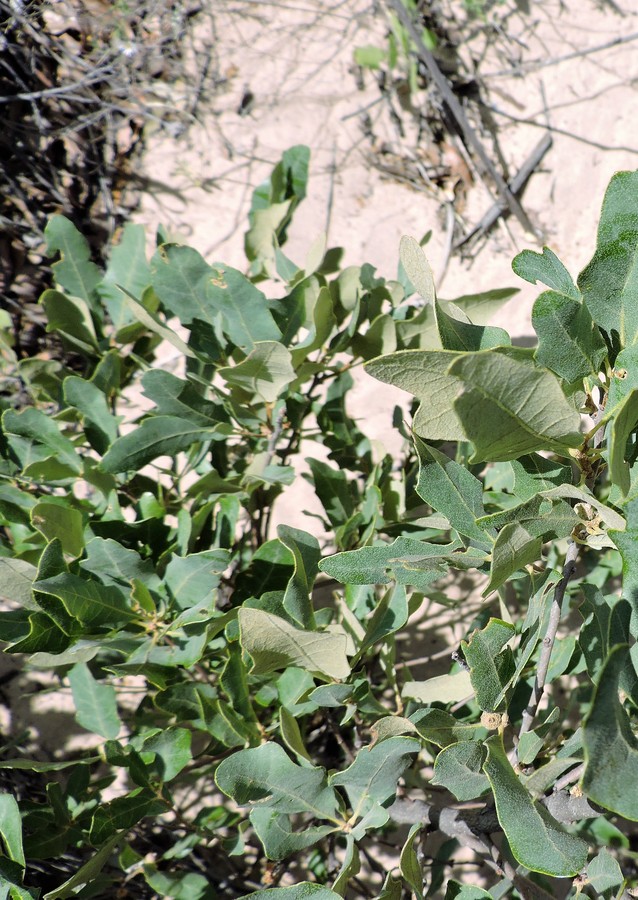 Quercus havardii