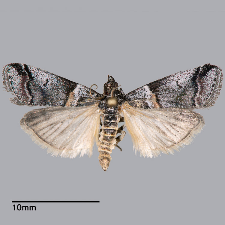 Acrobasis tricolorella