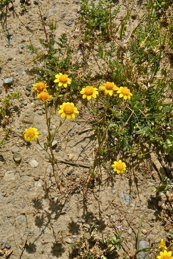 Lasthenia californica