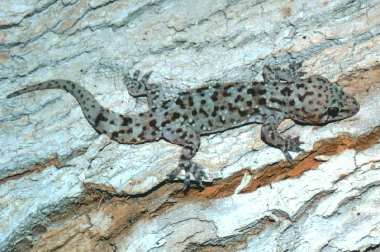 Hemidactylus turcicus