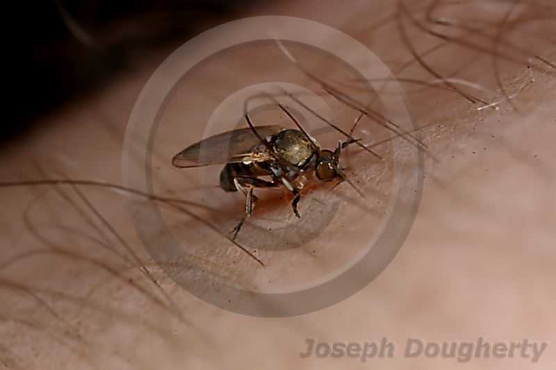 Cnephia sp. Cnephia sp.